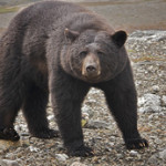 Black bear in Labrador.