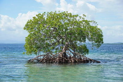 37203928-secluded-mangrove-tree-rhizophora-mangle-in-the-water-of-the-caribbean-sea-panama-central-america